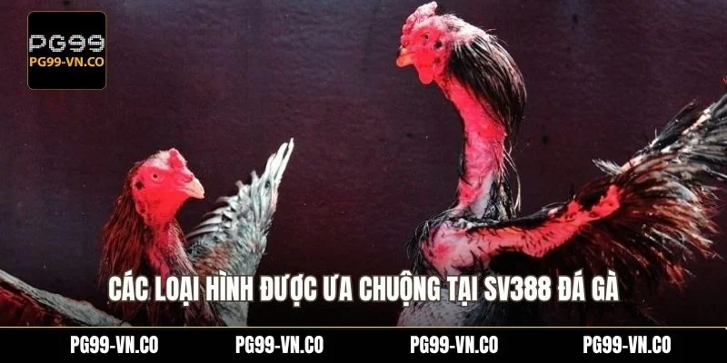 Các loại hình được ưa chuộng tại SV388 đá gà