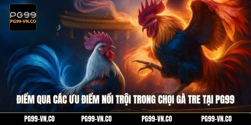 Điểm qua các ưu điểm nổi trội trong chọi gà tre tại PG99