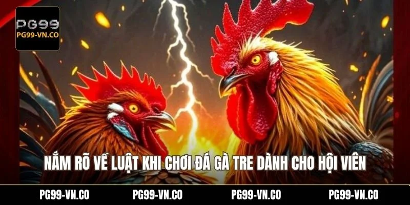 Nắm rõ về luật khi chơi đá gà tre dành cho hội viên