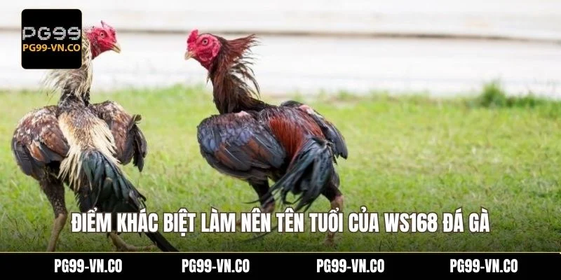 Điểm khác biệt làm nên tên tuổi của WS168 đá gà