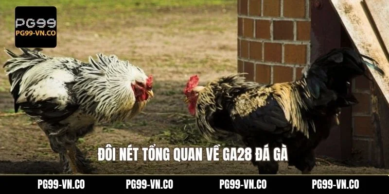 Đôi nét tổng quan về GA28 đá gà 