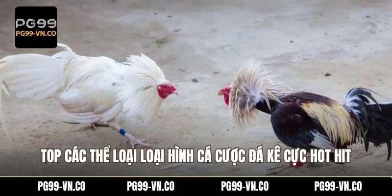 Top các thể loại loại hình cá cược đá kê cực hot hit