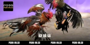 ICF Đá Gà PG99