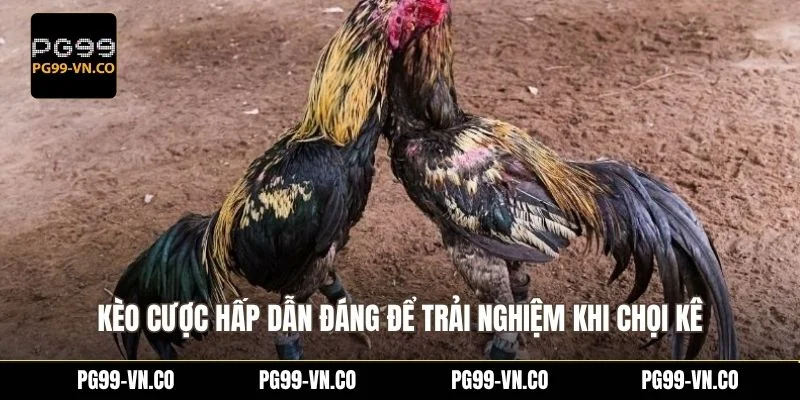 Kèo cược hấp dẫn đáng để trải nghiệm khi chọi kê