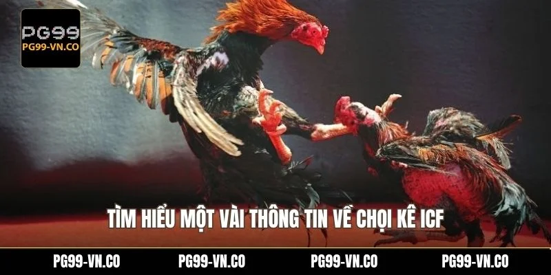 Tìm hiểu một vài thông tin về chọi kê ICF