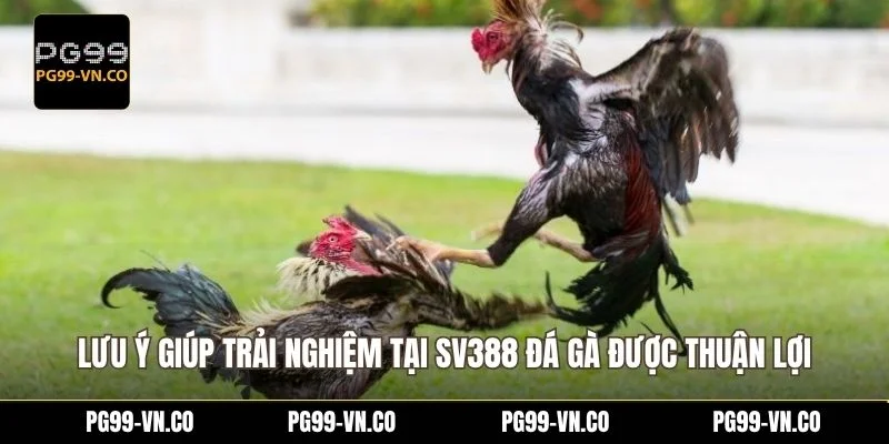Lưu ý giúp trải nghiệm tại SV388 đá gà được thuận lợi