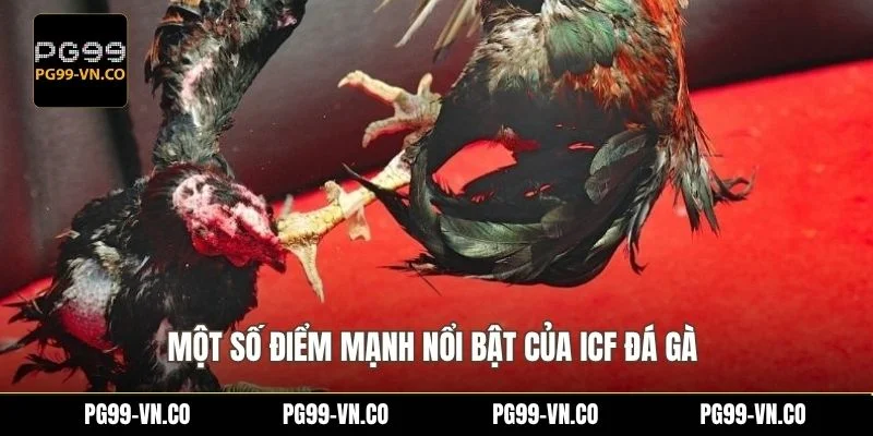Một số điểm mạnh nổi bật của ICF đá gà 