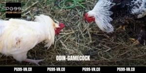 Odin-Gamecock