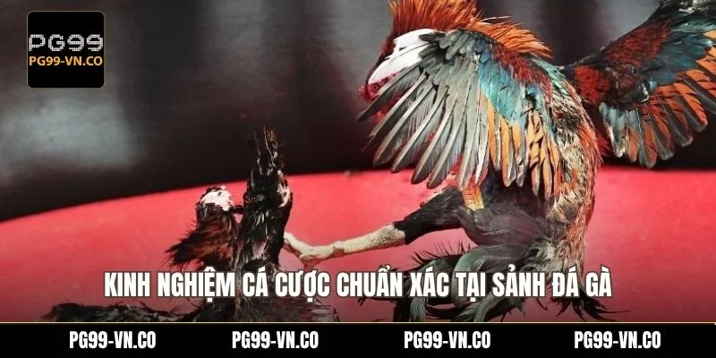 Kinh nghiệm cá cược chuẩn xác tại sảnh đá gà