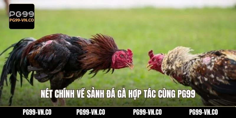 Nét chính về sảnh đá gà hợp tác cùng PG99