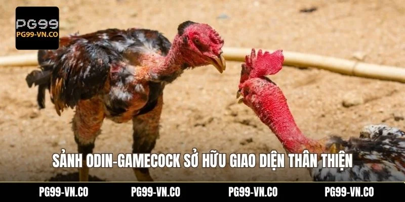 Sảnh Odin-Gamecock sở hữu giao diện thân thiện