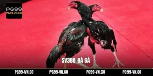 SV388 Đá Gà