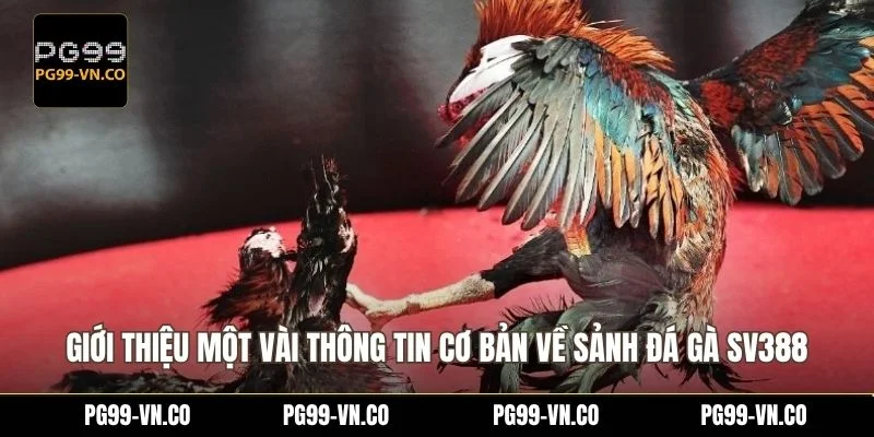 Giới thiệu một vài thông tin cơ bản về sảnh đá gà SV388