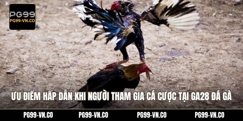 Ưu điểm hấp dẫn khi người tham gia cá cược tại GA28 đá gà 