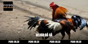 WS168 Đá Gà
