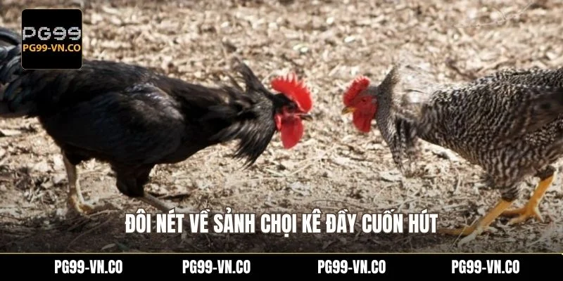 Đôi nét về sảnh chọi kê đầy cuốn hút