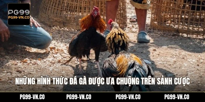 Những hình thức đá gà được ưa chuộng trên sảnh cược